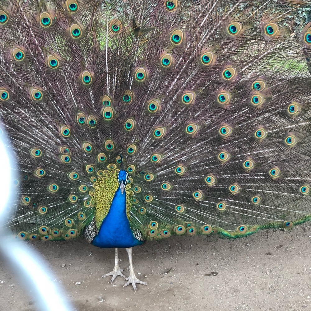 Meet your Posher, Sydney